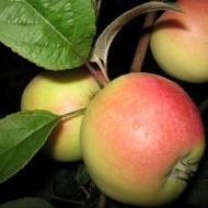 Саженец Яблоня Кальвиль снежный